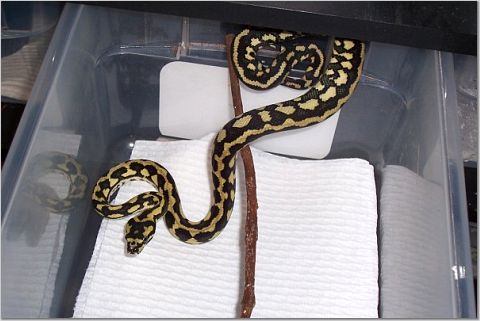 female hatchling one